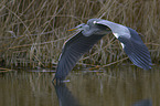 grey heron