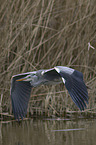 grey heron