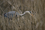 grey heron