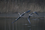 grey heron