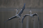 grey heron