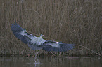 grey heron