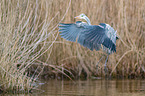 grey heron