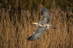 grey heron