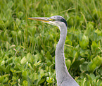 grey heron