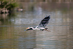 grey heron