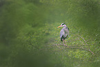 grey heron