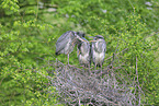 grey heron