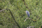 grey heron