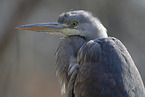 grey heron