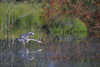 egret