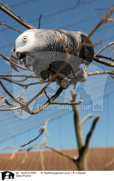 Graupapagei / Grey Parrot / AVD-01597