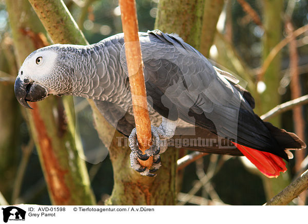 Graupapagei / Grey Parrot / AVD-01598