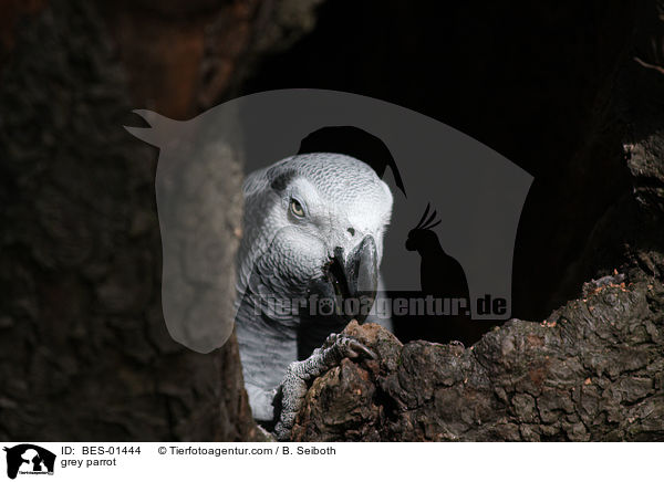 Graupapagei / grey parrot / BES-01444