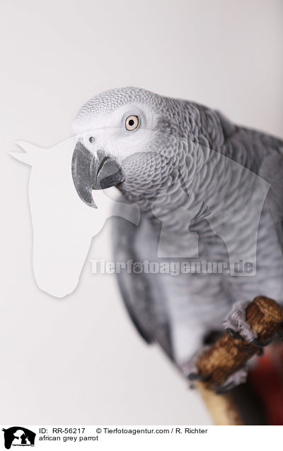 Graupapagei / african grey parrot / RR-56217