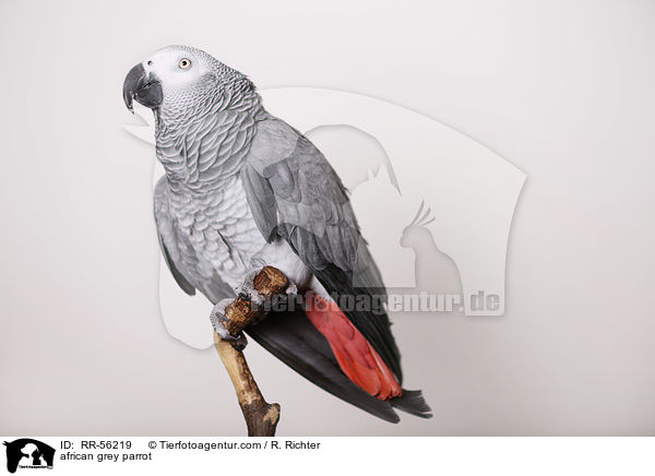Graupapagei / african grey parrot / RR-56219