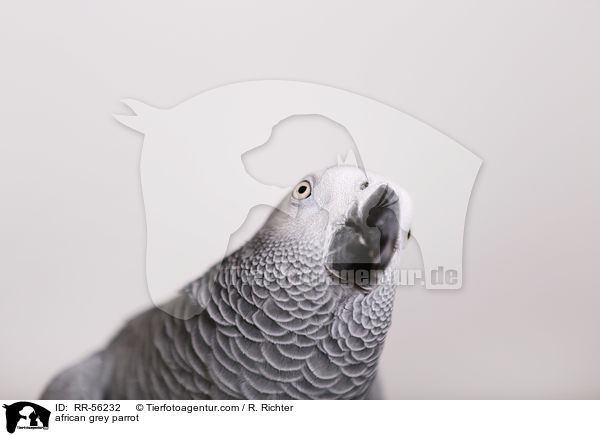 Graupapagei / african grey parrot / RR-56232