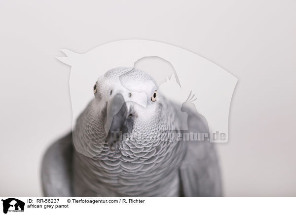 Graupapagei / african grey parrot / RR-56237