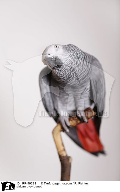 Graupapagei / african grey parrot / RR-56238
