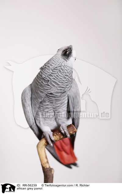 Graupapagei / african grey parrot / RR-56239