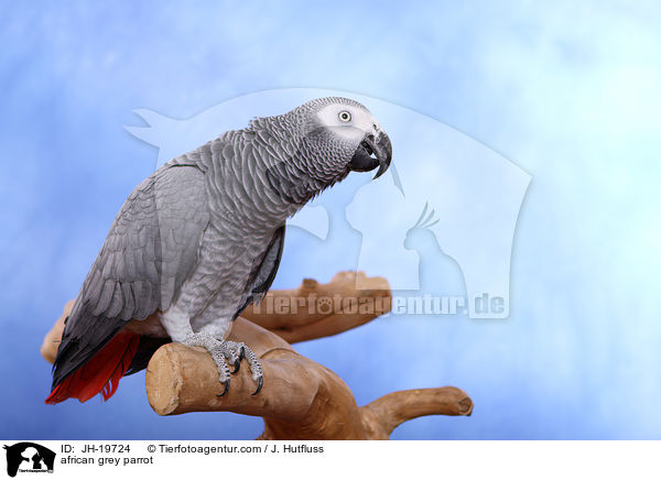 Graupapagei / african grey parrot / JH-19724