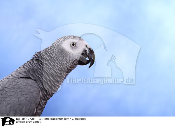 african grey parrot / JH-19725