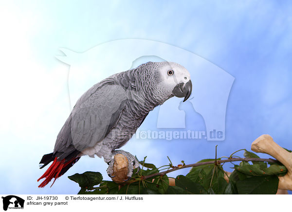 Graupapagei / african grey parrot / JH-19730