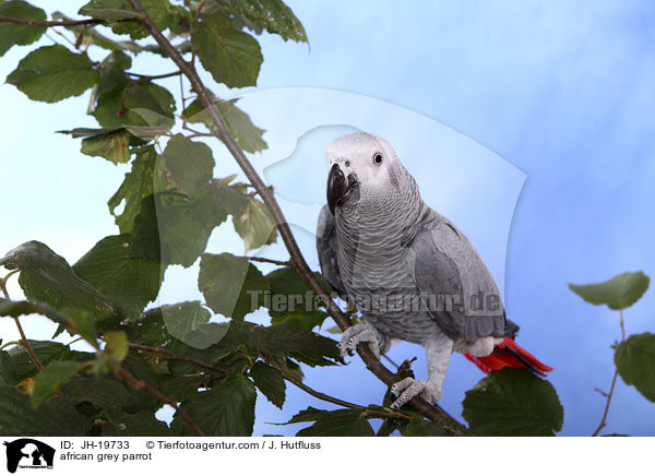 Graupapagei / african grey parrot / JH-19733