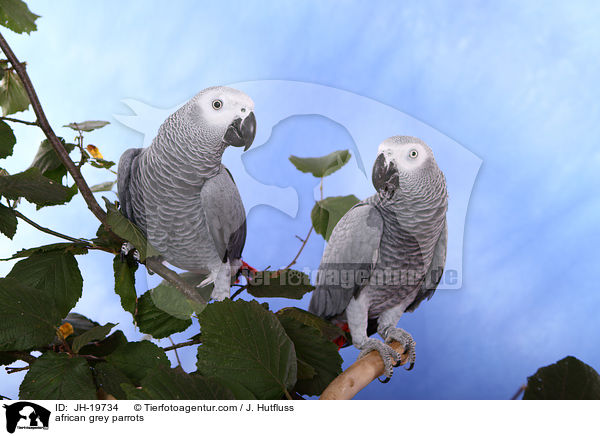 Graupapageien / african grey parrots / JH-19734