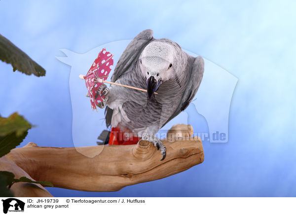 Graupapagei / african grey parrot / JH-19739