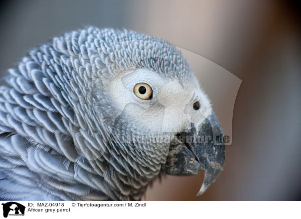 Graupapagei / African grey parrot / MAZ-04918