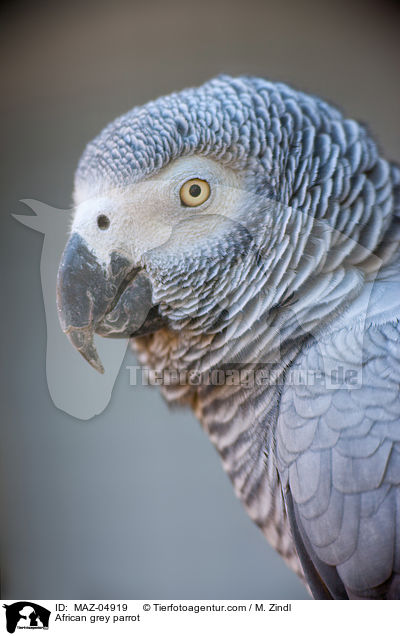 Graupapagei / African grey parrot / MAZ-04919