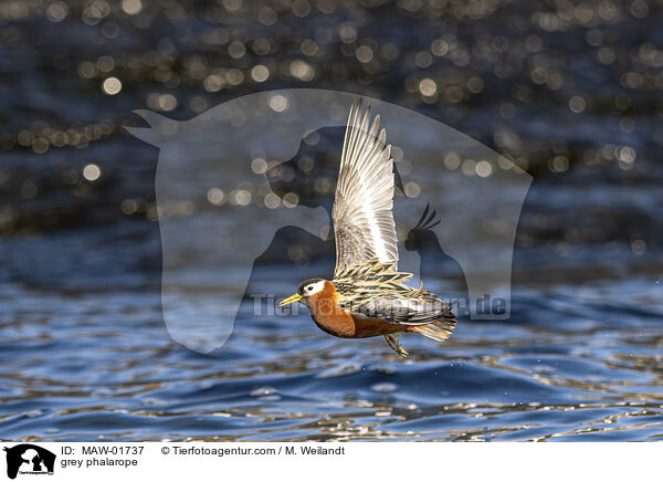 Thorshhnchen / grey phalarope / MAW-01737