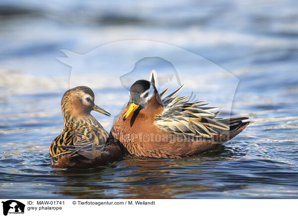 Thorshhnchen / grey phalarope / MAW-01741