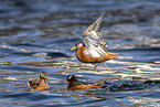 grey phalarope