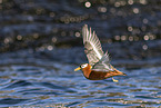 grey phalarope