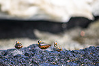 grey phalarope