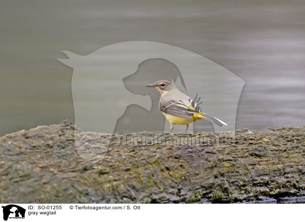 gray wagtail / SO-01255