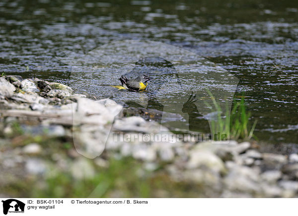 Gebirgsstelze / grey wagtail / BSK-01104