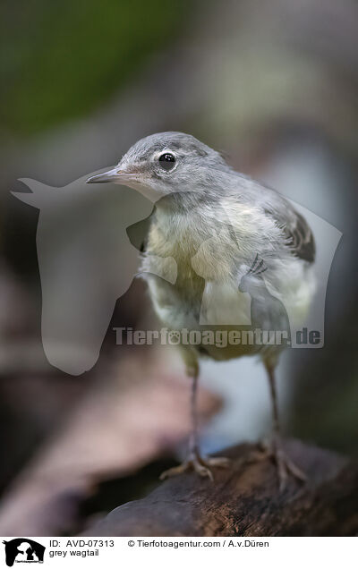 grey wagtail / AVD-07313