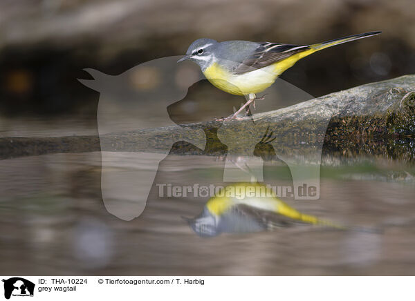 Gebirgsstelze / grey wagtail / THA-10224