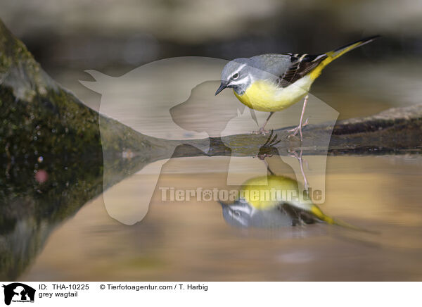 Gebirgsstelze / grey wagtail / THA-10225