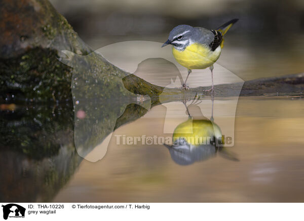 Gebirgsstelze / grey wagtail / THA-10226