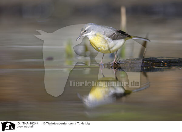 Gebirgsstelze / grey wagtail / THA-10244