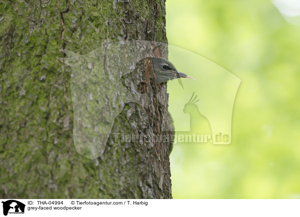 Grauspecht / grey-faced woodpecker / THA-04994