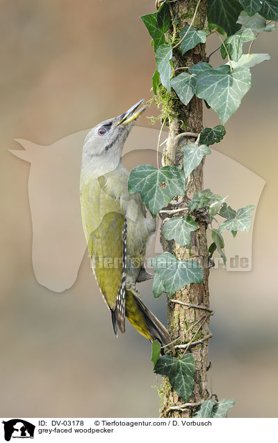 Grauspecht / grey-faced woodpecker / DV-03178