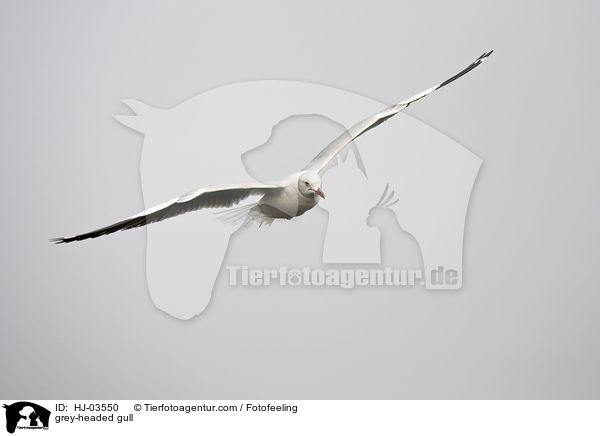 Graukopfmwe / grey-headed gull / HJ-03550