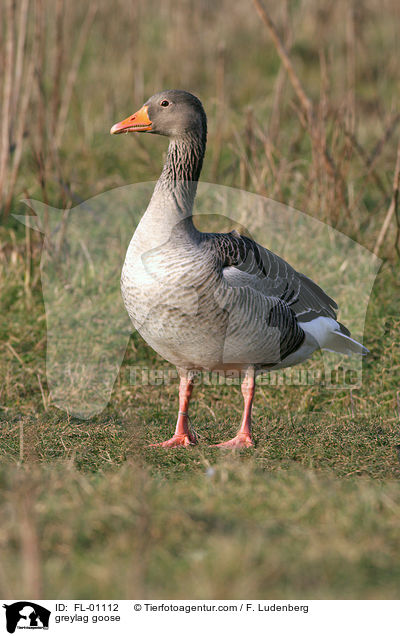 Graugans / greylag goose / FL-01112