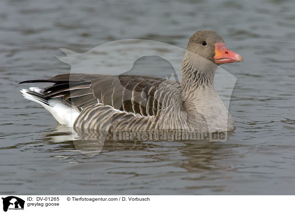 Graugans / greylag goose / DV-01265