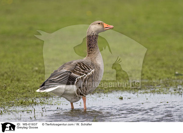 Graugans / Greylag Goose / WS-01837